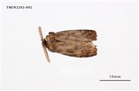 藏品(甲仙毒蛾)的圖片